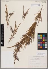 Foto von Salix exigua subsp. interior (Rowlee) Cronquist